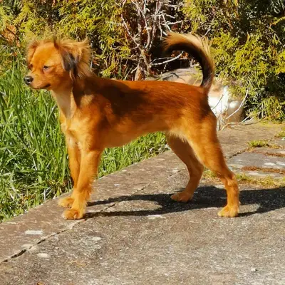 Russkiy Toy vom Kirschgarten cover