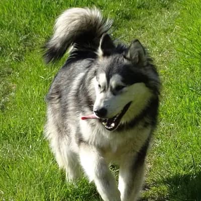 Galerie-Bild von Yukon Alaska Malamutes in Niederösterreich, mit Eindrücken unserer Alaskan Malamute-Zucht.