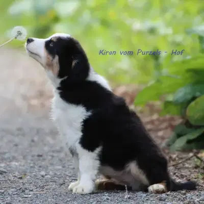 Kiran - Australian Shepherd Welpe in Rheinland-Pfalz