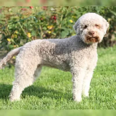 Lucky Lagotto cover