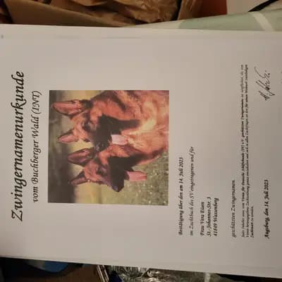 Bild aus Zwinger vom Buchberger Wald in Nordrhein-Westfalen, wo unsere Deutscher Schäferhund-Hunde in einer liebevollen Umgebung aufwachsen.