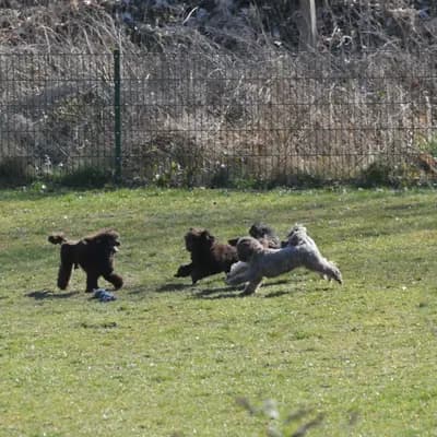 Bild aus Pudelzucht SIMPLY-FANTASTIC in Niedersachsen, wo unsere Pudel-Hunde in einer liebevollen Umgebung aufwachsen.