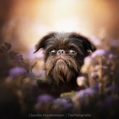 Foto von Spitnik, einem Brüsseler Griffon-Elternhund in Bayern.