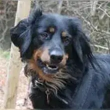 Hovawarte vom Laiberg cover