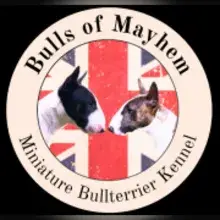 Bulls of Mayhem cover