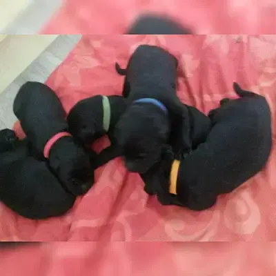 vom Kickersberg cover