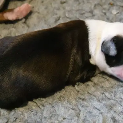 Galerie-Bild von von Rmi.lam Khyi in Niedersachsen, mit Eindrücken unserer Tibet Terrier-Zucht.