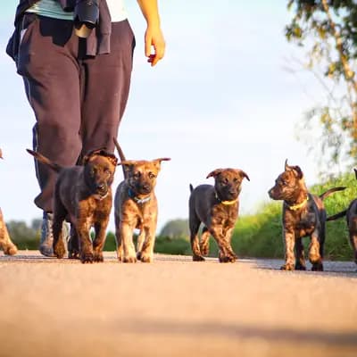Galerie-Bild von Holländische Schäferhunde od Zlaté Sovy in Nordrhein-Westfalen, mit Eindrücken unserer Hollandse Herdershond (Holländischer Schäferhund)-Zucht.
