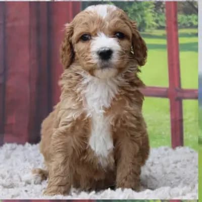 Galerie-Bild von Doodle Island in Nordrhein-Westfalen, mit Eindrücken unserer Goldendoodle-Zucht.
