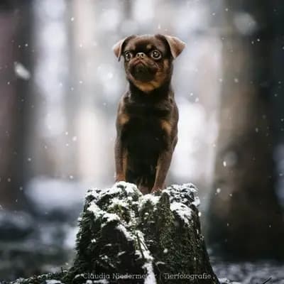 Foto von Vitali, einem Brüsseler Griffon-Elternhund in Bayern.