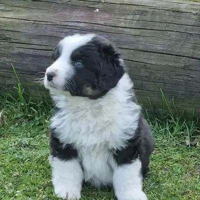 Australian shepherd welpen reinrassig - Australian Shepherd Welpe in Niedersachsen