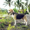 Beagle