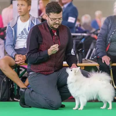 Galerie-Bild von Japanspitz Zucht im Herzen des Ruhrgebiets in Nordrhein-Westfalen, mit Eindrücken unserer Japan Spitz-Zucht.