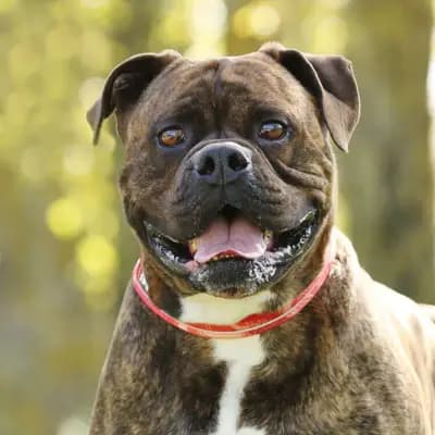 Foto von Radjah, einem geretteten Bullmastiff in Berlin.