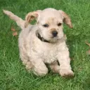 American Cocker Spaniel