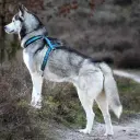 Siberian Husky