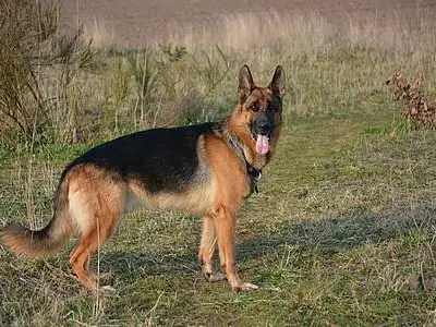 Mollii image