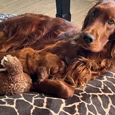 Galerie-Bild von of the maroon fellows in Bayern, mit Eindrücken unserer Irish Red Setter-Zucht.