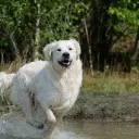 Kuvasz