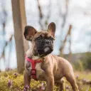 Französische Bulldogge