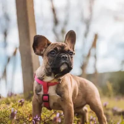 French Bulldog breed