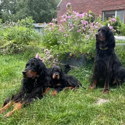 Titelbild von Gordon Setter vom Rosenhof in Niedersachsen, Heimat unserer Gordon Setter-Zucht.