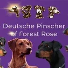 of Forest Rose cover