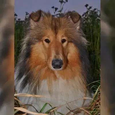 von den Wieste Niederungen cover