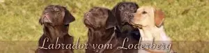 Unspecified - Labrador Retriever Welpe in Bayern