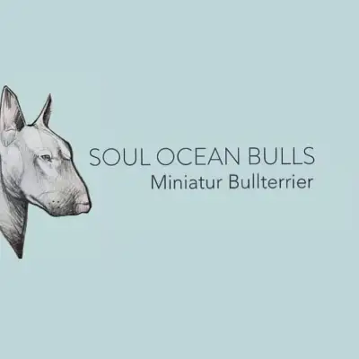 Soul Ocean Bulls cover