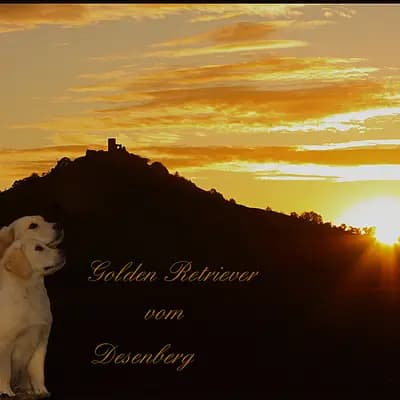 Bild aus Golden vom Desenberg  in Nordrhein-Westfalen, wo unsere Golden Retriever-Hunde in einer liebevollen Umgebung aufwachsen.