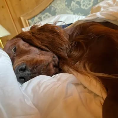 Galerie-Bild von of the maroon fellows in Bayern, mit Eindrücken unserer Irish Red Setter-Zucht.