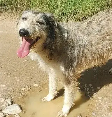 Lara – 混种狗, Baden-Württemberg, At shelter Animal Souls e.V.