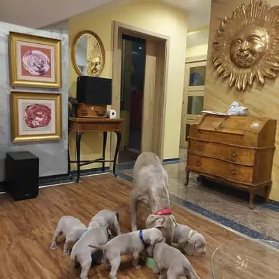 Bild aus Weimaraner aus der Holzgasse in Niederösterreich, wo unsere Weimaraner-Hunde in einer liebevollen Umgebung aufwachsen.