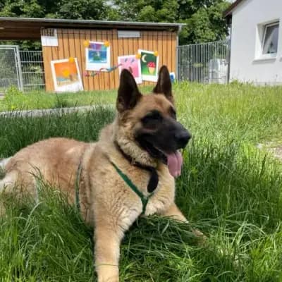 Balu