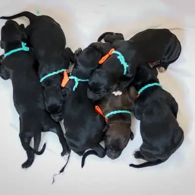 Galerie-Bild von Afghanenzucht Hemera's in Brandenburg, mit Eindrücken unserer Afghanischer Windhund-Zucht.
