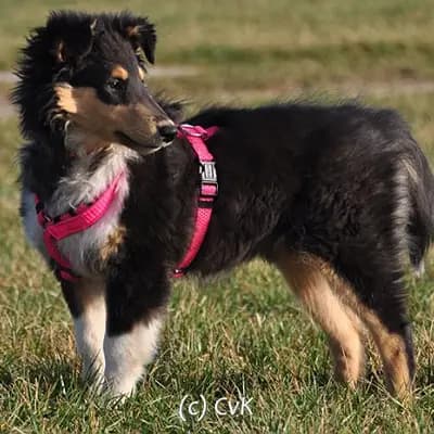 Collies vom Kath'lberg