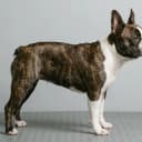 Photo of Frenchton