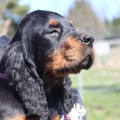Galerie-Bild von Gordon Setter und englische Setter aus Sachsen  in Sachsen, mit Eindrücken unserer Gordon Setter-Zucht.