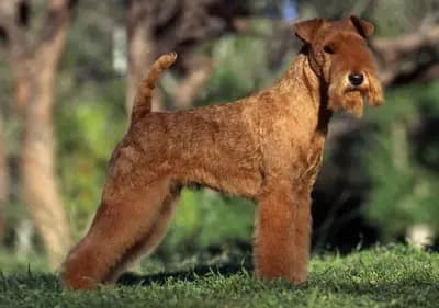 Galerie-Bild von Lakeland Terrier vom Amur in Sachsen-Anhalt, mit Eindrücken unserer Lakeland Terrier-Zucht.