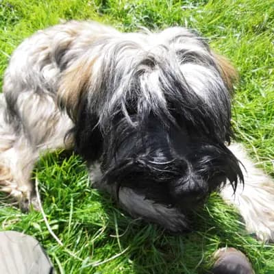 Foto von Biene, einem Cao da Serra de Aires-Elternhund in Niedersachsen.