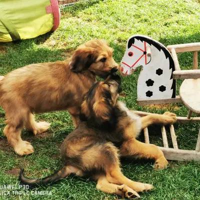 Bild aus Wäller aus der Obergrafschaft  in Niedersachsen, wo unsere Wäller-Hunde in einer liebevollen Umgebung aufwachsen.