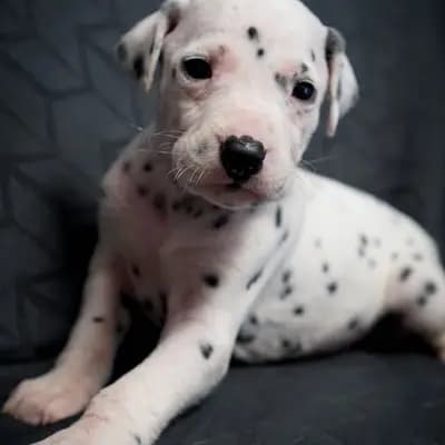 Stracciatella-paws