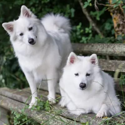 Galerie-Bild von von den Franken Spitzen in Bayern, mit Eindrücken unserer Großspitz-Zucht.