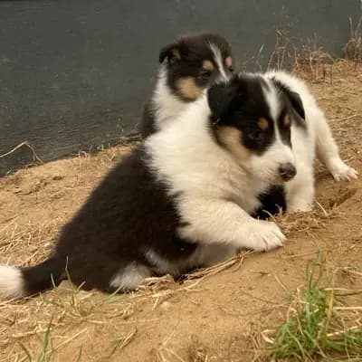 Bild aus Colliezucht 'Of Passion'  in Niedersachsen, wo unsere Collie (Langhaar)-Hunde in einer liebevollen Umgebung aufwachsen.