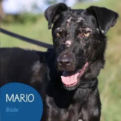 Mario