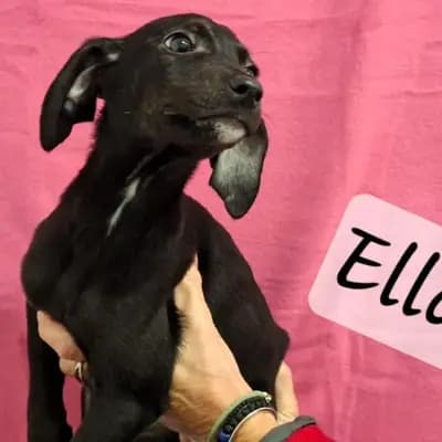 Ella2