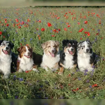 of the red poppy cover