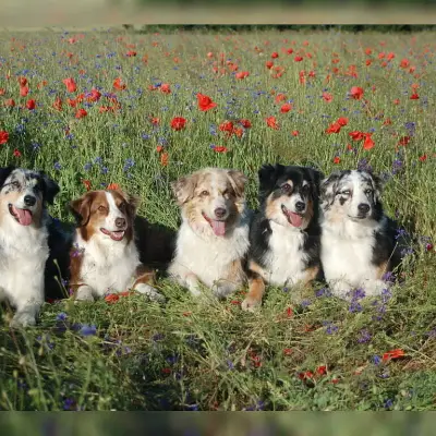 of the red poppy cover