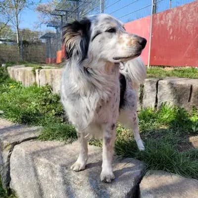 Foto von Loki, einem geretteten Großer Münsterländer Vorstehhund in Bayern.